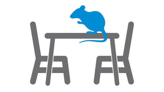 rodent on table